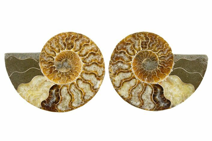 Cut & Polished, Agatized Ammonite Fossil - Madagascar #344160
